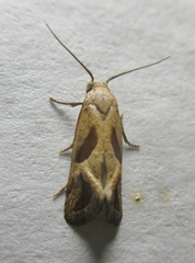Eugnosta bimaculana