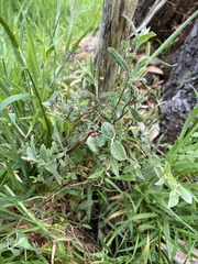 Billardiera mutabilis