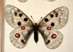 Parnassius apollo