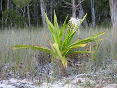 Crinum pedunculatum