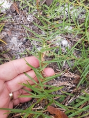 Eremochloa ophiuroides