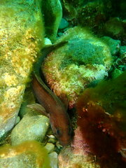 Ulvaria subbifurcata