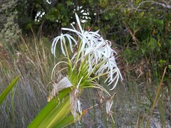 Crinum pedunculatum