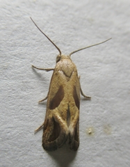 Eugnosta bimaculana