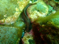 Ulvaria subbifurcata