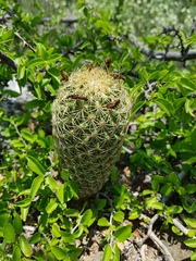 Coryphantha erecta
