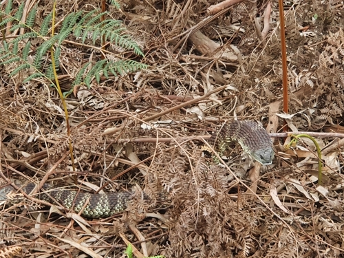 Tiger Snake sighting