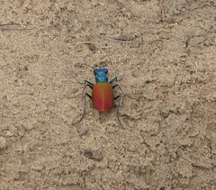 Cicindela scutellaris