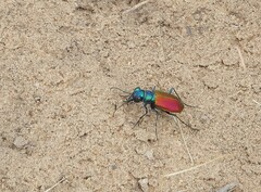 Cicindela scutellaris