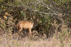 Mazama gouazoubira