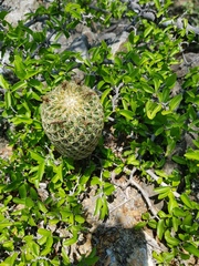 Coryphantha erecta