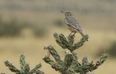 Oreoscoptes montanus