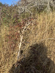Camassia leichtlinii