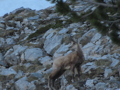 Rupicapra rupicapra balcanica