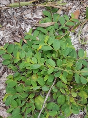 Crotalaria rotundifolia