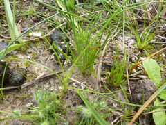 Centrolepis aristata