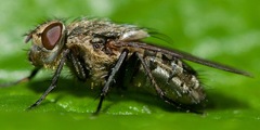 Pollenia rudis