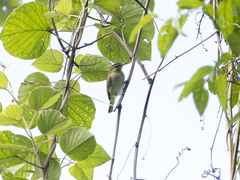 Vireo chivi