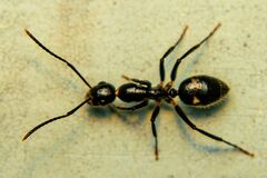 Camponotus sexguttatus