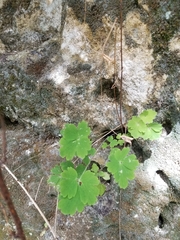 Aquilegia canadensis