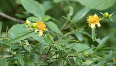 Hypericum prolificum