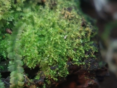 Lophocolea minor