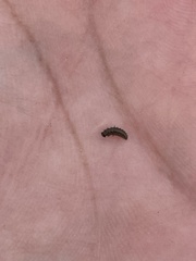 Microtheca ochroloma