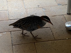 Gallirallus philippensis