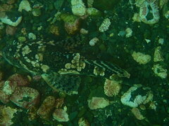 Myoxocephalus scorpius