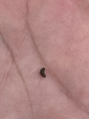 Microtheca ochroloma