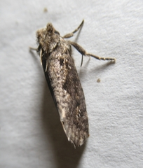 Acrolophus popeanella