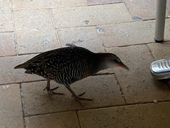 Gallirallus philippensis