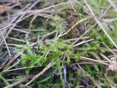 Brachythecium acutum