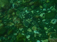 Myoxocephalus scorpius