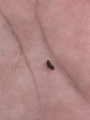 Microtheca ochroloma