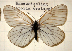 Aporia crataegi