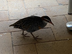 Gallirallus philippensis