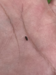 Microtheca ochroloma