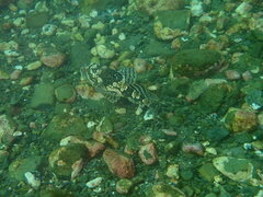 Myoxocephalus scorpius