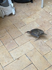 Gallirallus philippensis