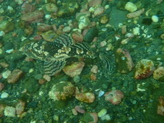 Myoxocephalus scorpius