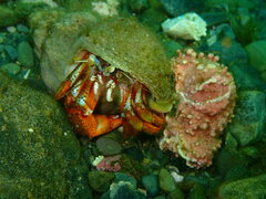 Pagurus acadianus
