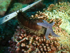 Cucumaria frondosa