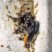 Megachile mystaceana - Photo (c) Malcolm Tattersall, alguns direitos reservados (CC BY-NC-SA)
