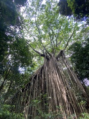Ficus