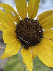Acmaeodera scalaris