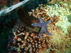 Cucumaria frondosa