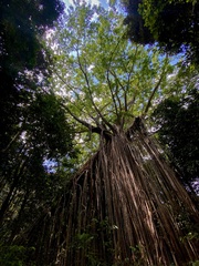 Ficus