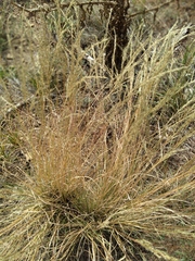 Agrostis scabra