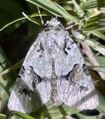 Lacinipolia implicata